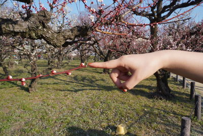 Low angle view of hands on cherry blossom tree