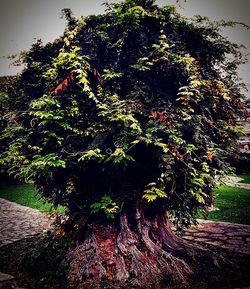 Close-up of plants against trees