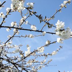 Low angle view of cherry blossom tree