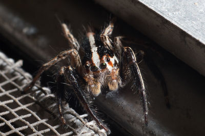 High angle view of spider