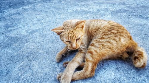 High angle view of cat sleeping