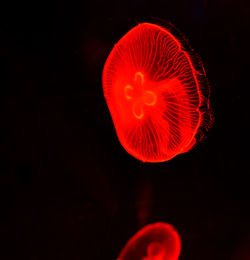 Close-up of red jellyfish against black background