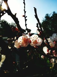 Close-up of white flowers blooming on tree