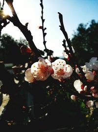 Close-up of white flowers blooming on tree