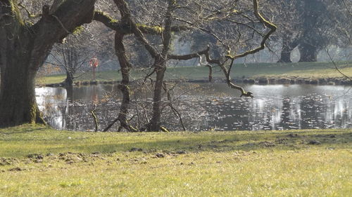 Reflection of trees in lake