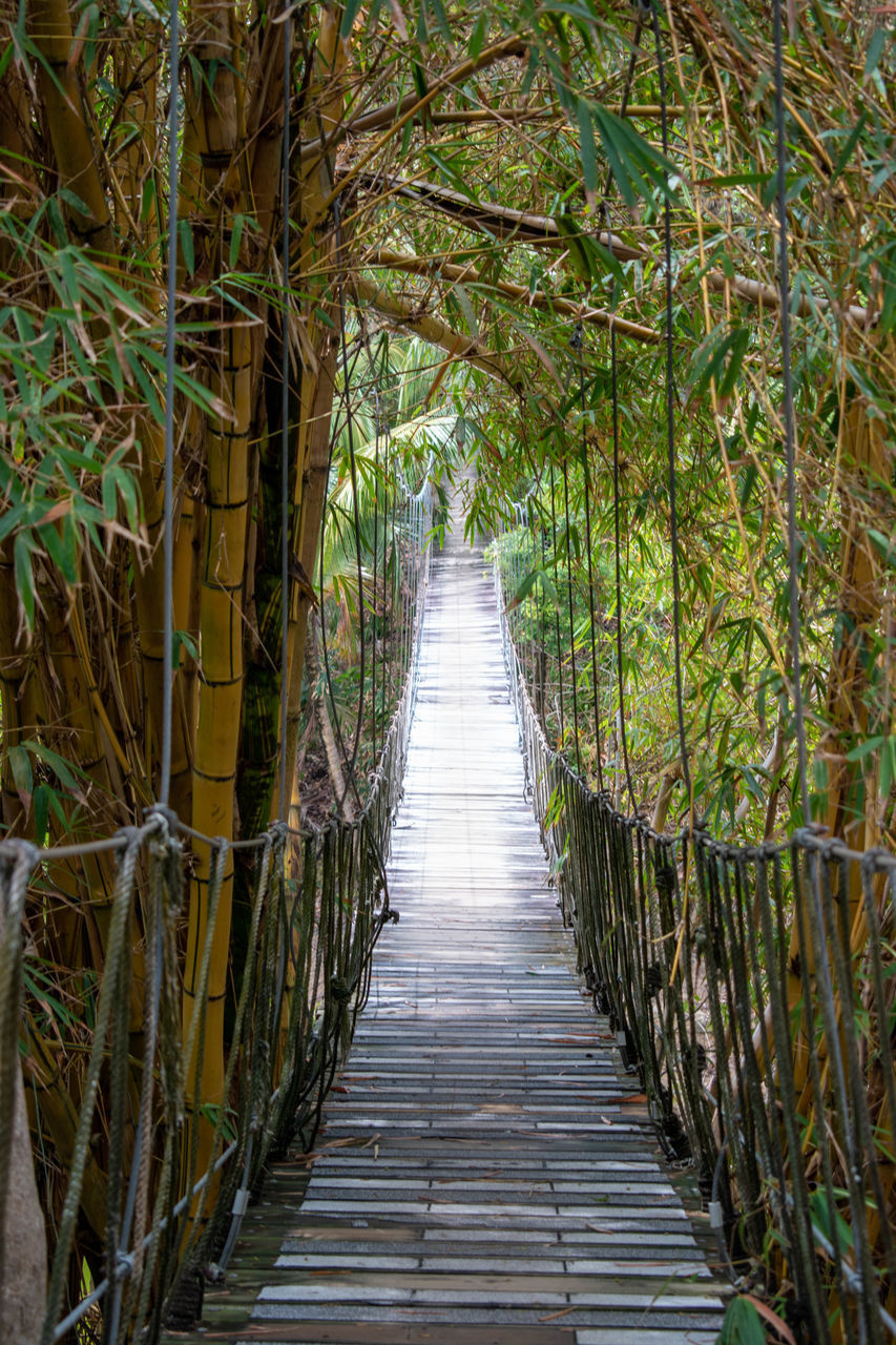 WOODEN FOOTBRIDGE IN FOREST