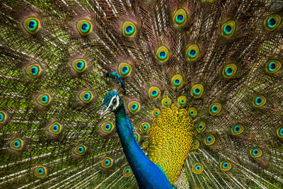 Full frame shot of peacock