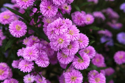 Close-up of purple flowering plants