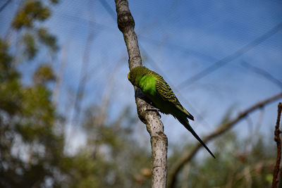 Bird perching on a tree