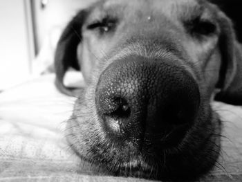 Close-up portrait of dog