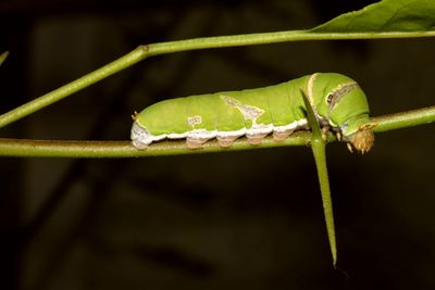 Close-up of grasshopper