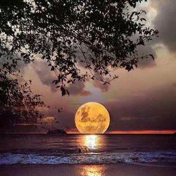 View of tree against sea at sunset