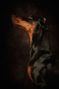 Close-up of a dog looking away