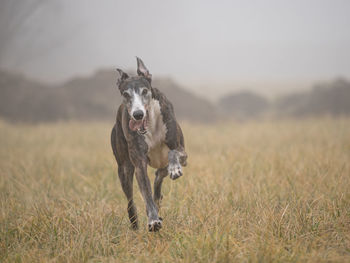 Greyhound dog running on field in a foggy day