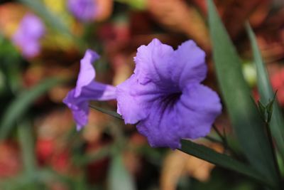 Close-up of purple flowers blooming outdoors