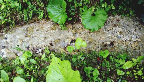 High angle view of flowering plants on land