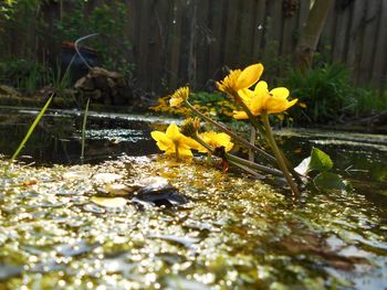 Close up of yellow flowers