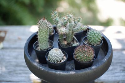 High angle view of succulent plants in container