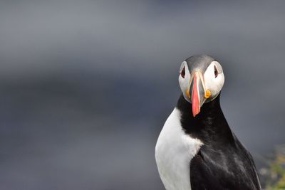 Close-up portrait of penguin