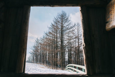 Bare trees seen through window during winter