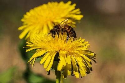 Close-up of bee on yellow flower