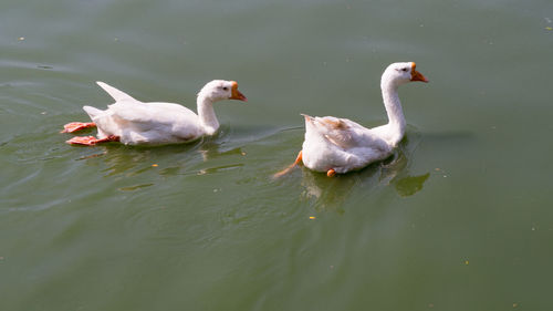 High angle view of ducks swimming in lake