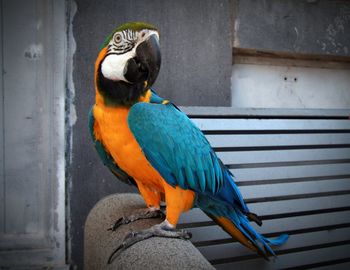 Close-up of gold and blue macaw