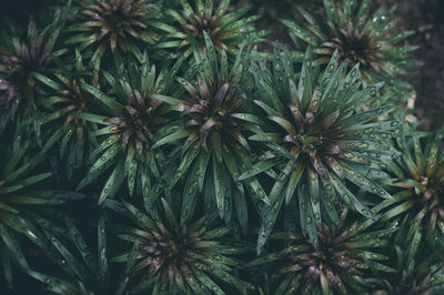 Close-up of pine tree