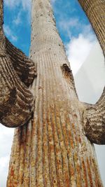 Low angle view of tree trunk against sky
