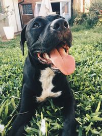 Black dog in a field