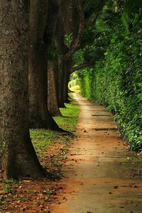 Narrow pathway along trees