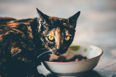 Close-up portrait of a cat