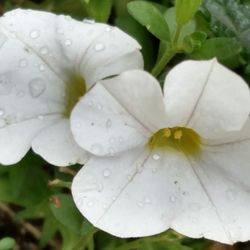 Close-up of water drops on white flower