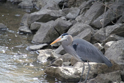 High angle view of gray heron perching on rock