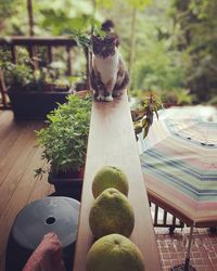 Close-up of snake on table