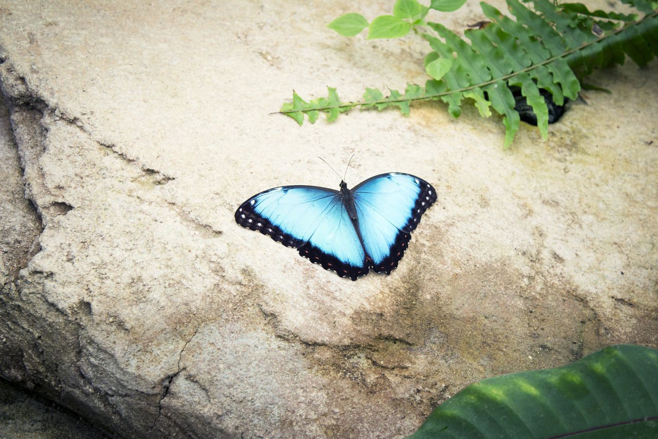 HIGH ANGLE VIEW OF BUTTERFLY