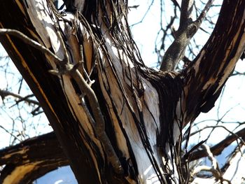 Low angle view of bare tree against sky