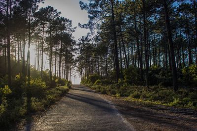 Road amidst trees in forest against sky