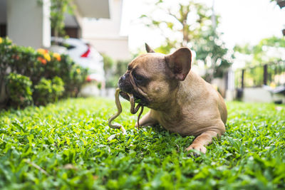 French bulldog fighting with snake at garden.