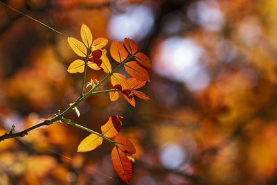 Close-up of yellow maple leaves on branch