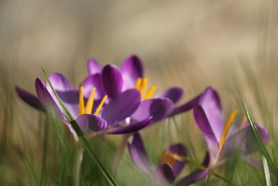 Close-up of purple crocus flowers on field