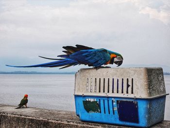 Gold and blue macaw on container