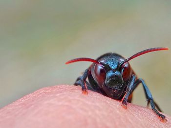 Close-up of insect