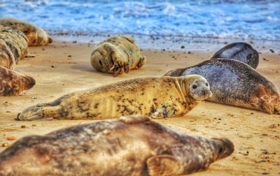 Close-up of seal lying at beach