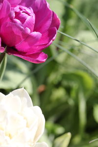 Close-up of pink flowers