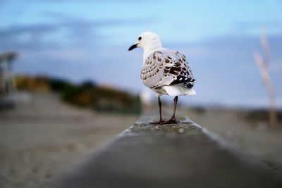 Close-up of rare black bill seagull perching on a railing 