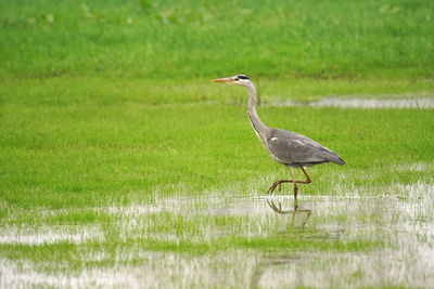 Side view of a bird on grass