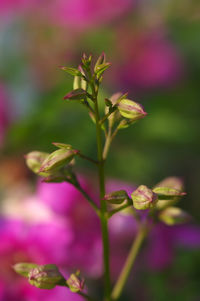 Close-up of pink flowering plant