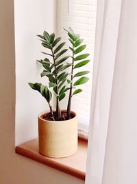 Close-up of potted plant