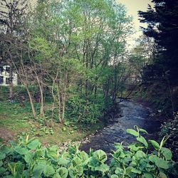 Scenic view of river in forest